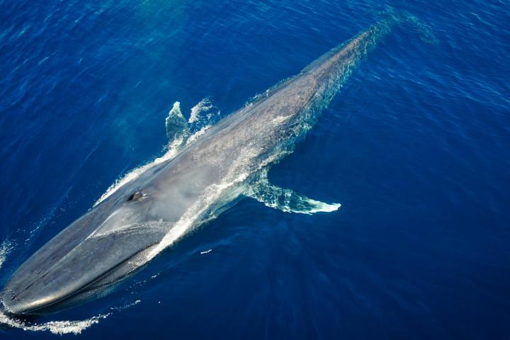 Blue whale, from drone