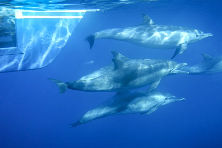 Passenger watching dolphins from underwater viewing pod on Manute'a