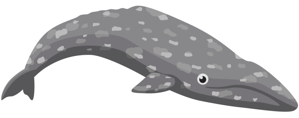 Gray Whale Cartoon