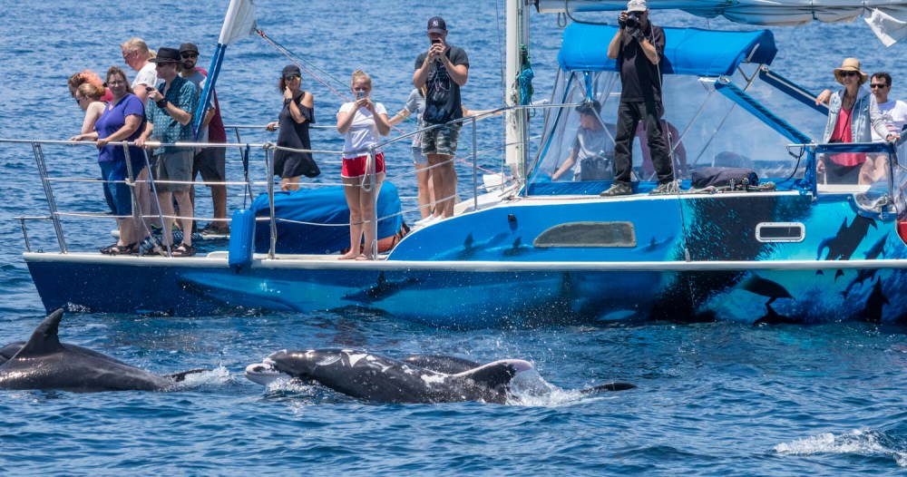 Bottlenose Dolphin called Patches swims next to catamaran DolphinSafari