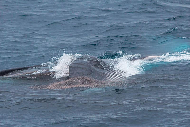 Fin whale, with mouth open, surface lunge feeding on krill