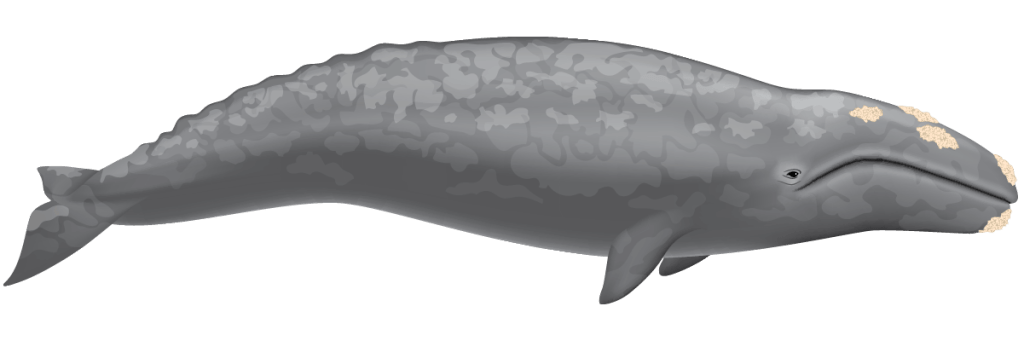 Gray Whale illustration