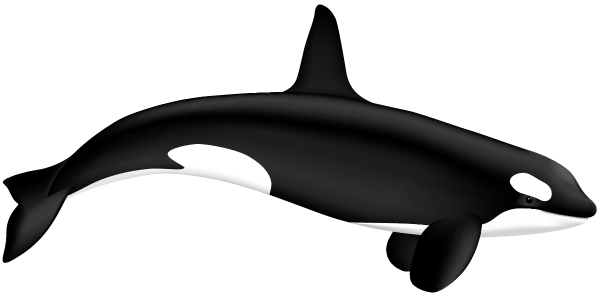 Killer Whale illustration