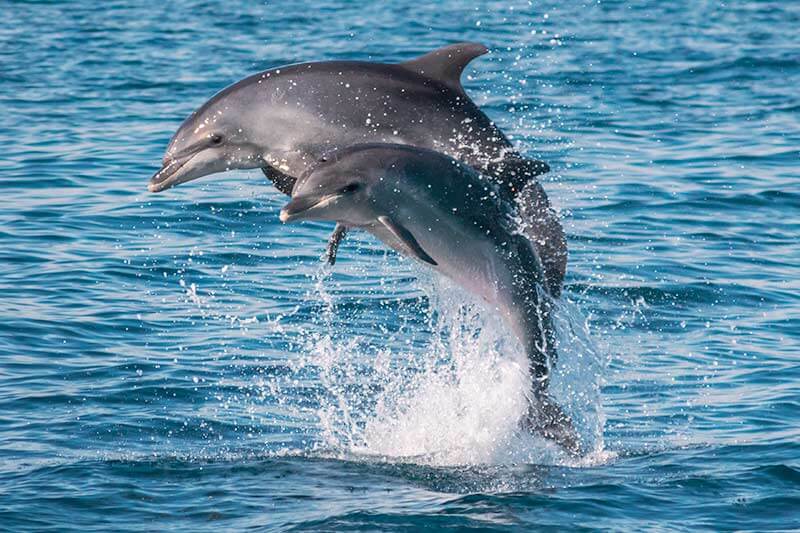 Mom and calf bottlenose dolphins jumping together