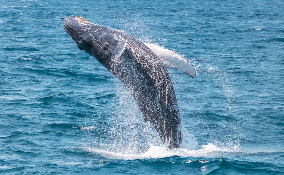 Dana Point Whale Watching | Save 16% | Capt. Dave’s 5-Star