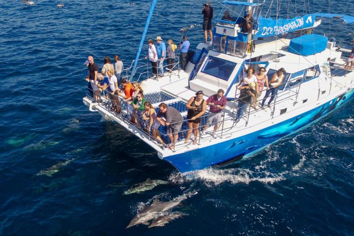 Whale watching boat Manute'a with dolphins