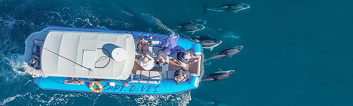 View of Captain Dave's Boat from above cruising over a pod of Dolphins