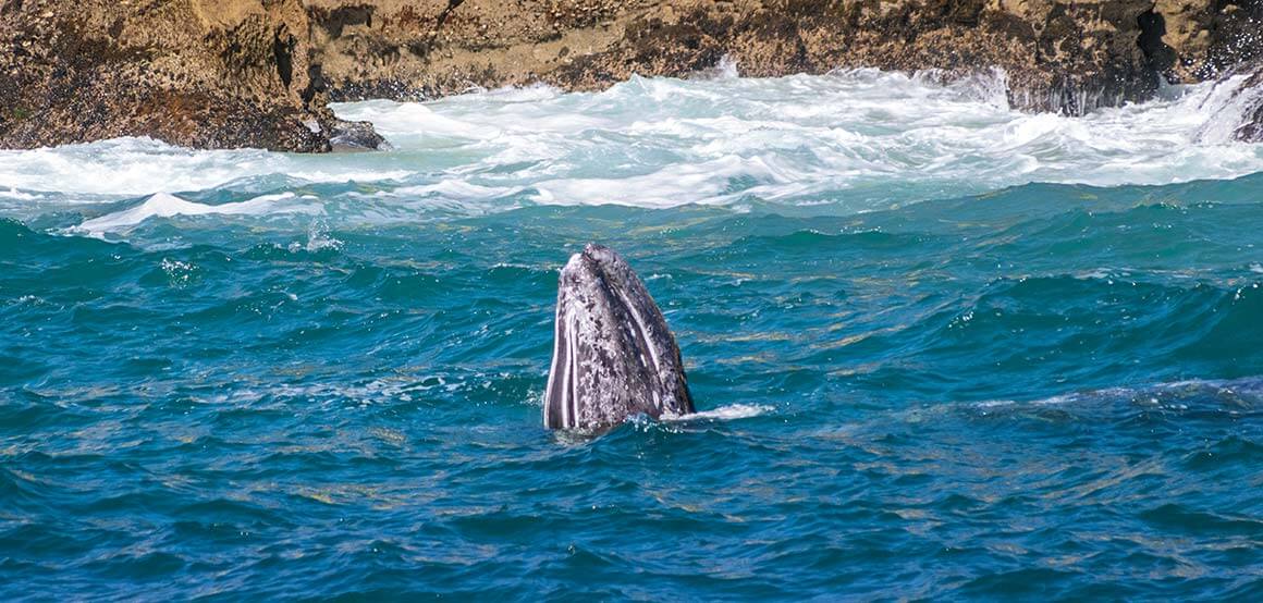 Laguna Beach dolphin and whale watching