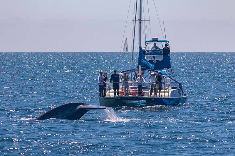 People watching a blue whale fluke aboard Capt. Dave's whale watching catamaran DolphinSafari