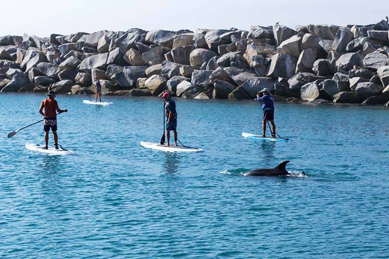 Bottlenose dolphin following standup paddleboarders seen during Dana Point Harbor boat cruise