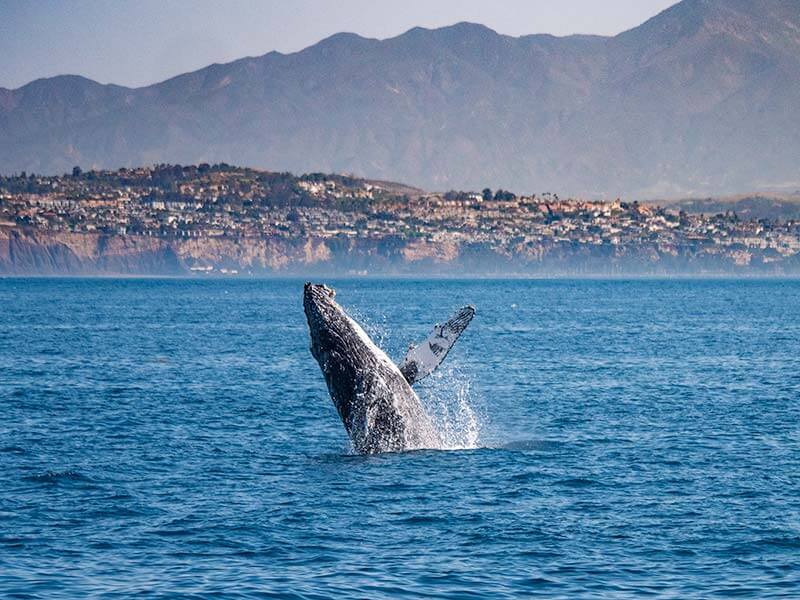 Humpback whale jumping out of the water in front of Dana Point, California