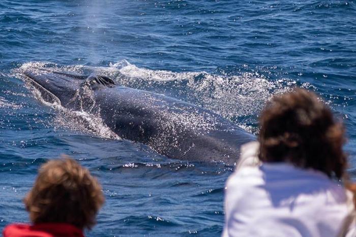 Whale Watching Trip: Crew Tips | What to Pack | Capt. Dave's