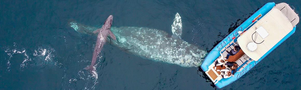 Los Angeles whale and dolphin tour