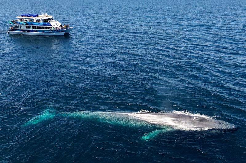 Blue whale next to power catamaran Hoku Nai'a, an upscale whale watching boat in Dana Point, California