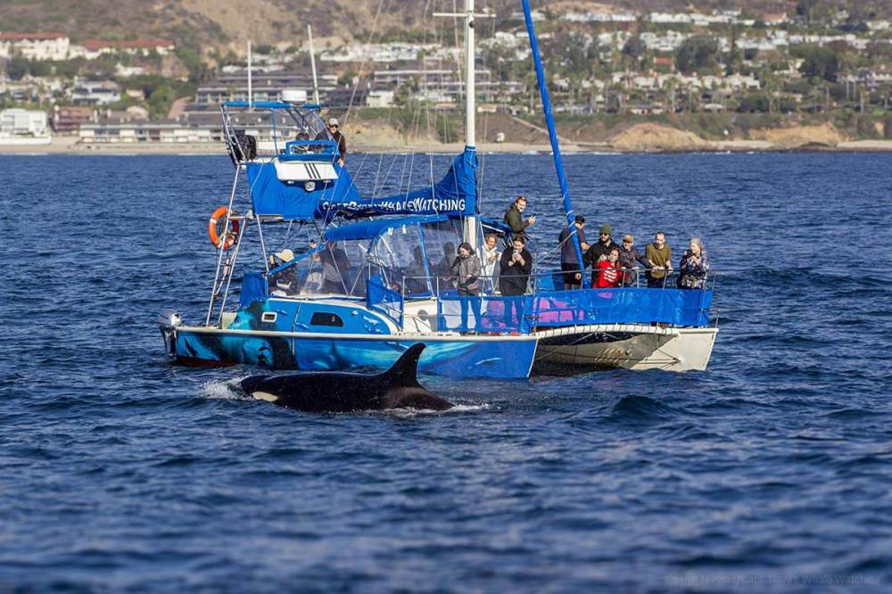 An orca (killer whale) next to whale watching catamaran "DolphinSafari" in Dana Point, California