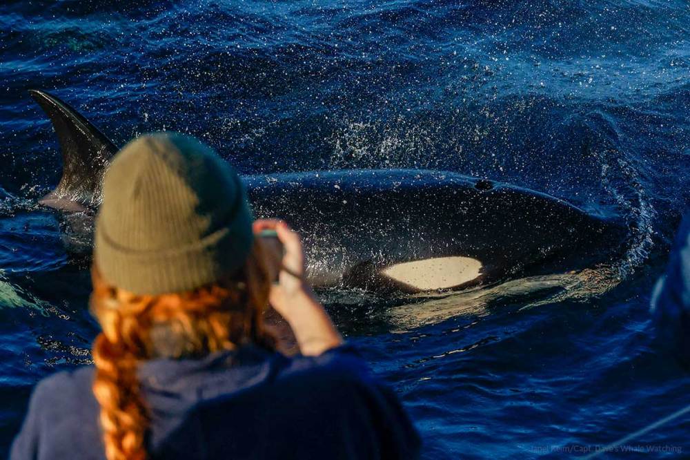 Whale watching passenger gets up close with an orca (killer whale) near Dana Point, California