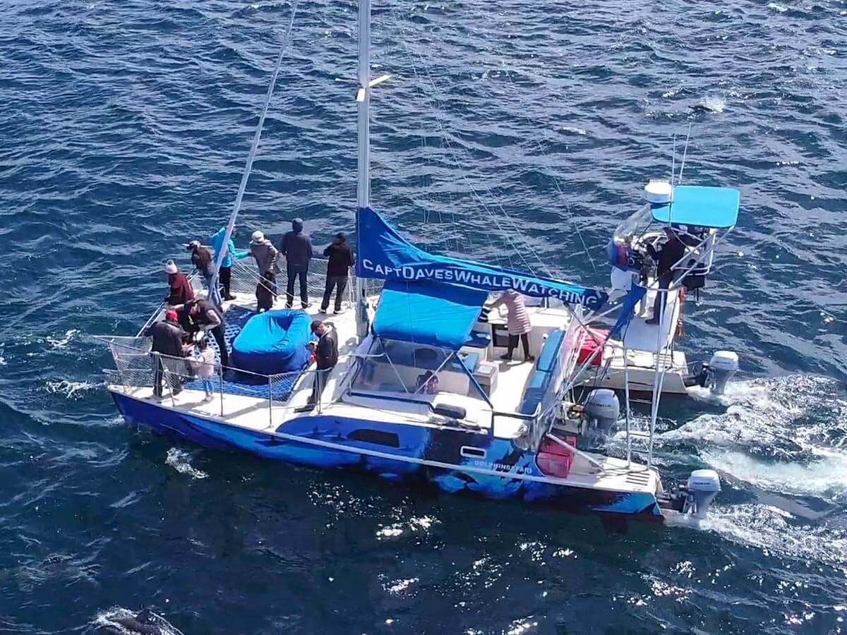 Drone view of sailing catamaran DolphinSafari in Dana Point, California