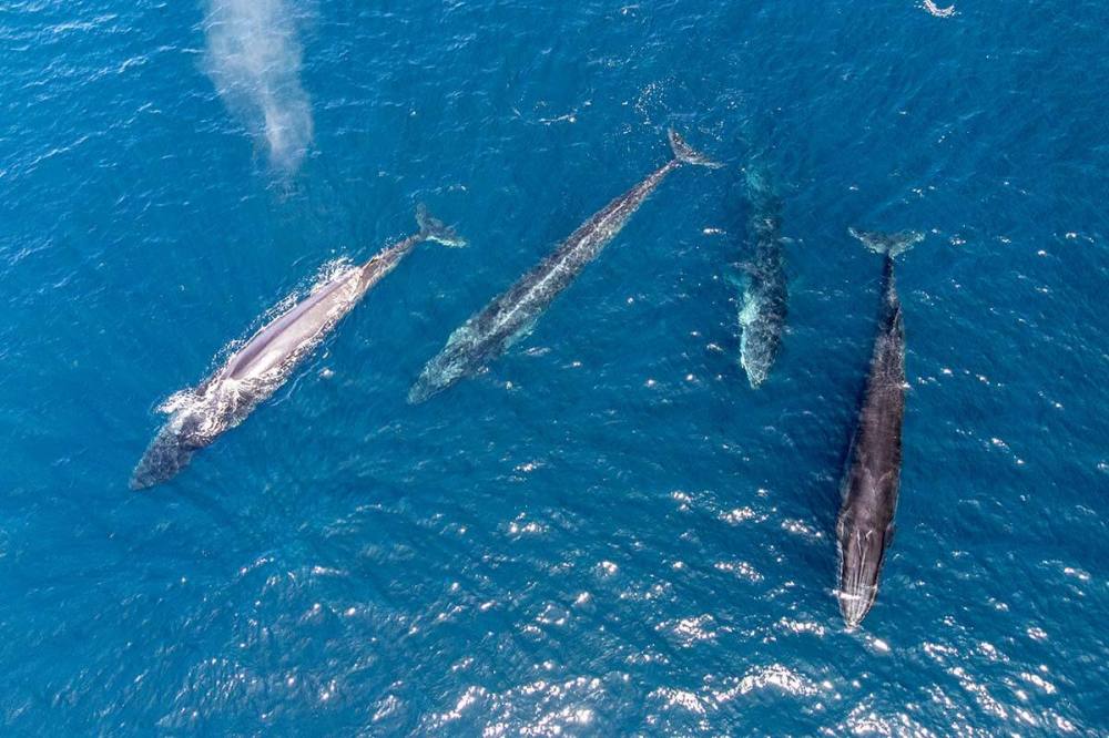 Drone view of four fin whales off the coast of Dana Point, California