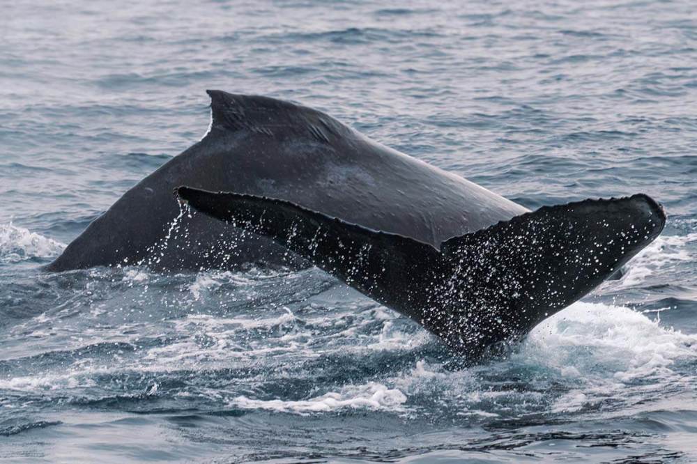 A humpback whale arches its back while in the foreground a second humpback whale shows off its flukes