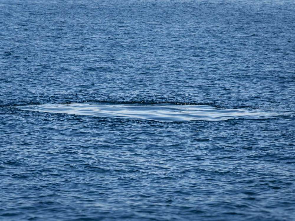 The "footprint" left behind from a humpback whale that just dived below the surface